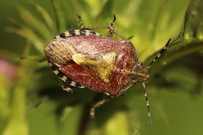 <i>Dolycoris baccarum</i>