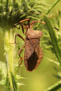 <i>Coreus marginatus</i>