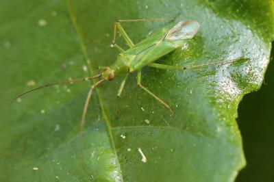 <i>Blepharidopterus angulatus</i>