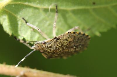 <i>Rhaphigaster nebulosa</i>