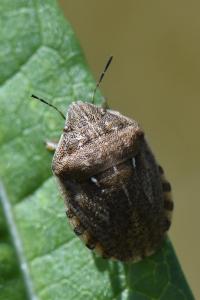<i>Eurygaster testudinaria</i>