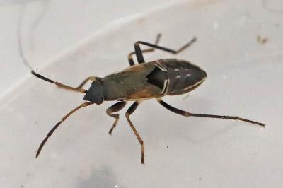 <i>Rhyparochromus</i>