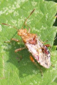 <i>Rhopalus subrufus</i>