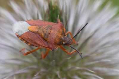 <i>Carpocoris purpureipennis</i>