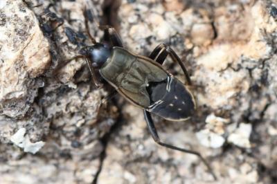 <i>Rhyparochromus</i>