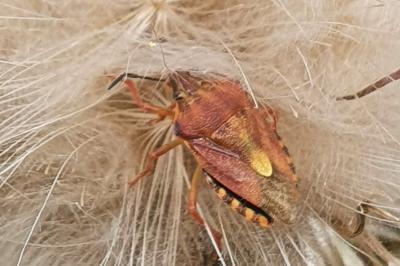 <i>Carpocoris purpureipennis</i>