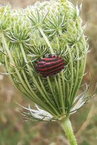 <i>Graphosoma italicum</i>