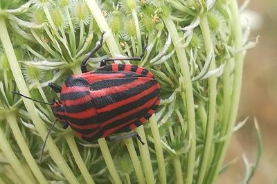 <i>Graphosoma italicum</i>