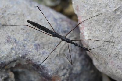 <i>Hydrometra stagnorum</i>