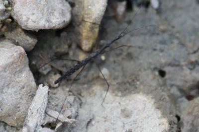 <i>Hydrometra stagnorum</i>