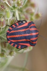 <i>Graphosoma italicum</i>