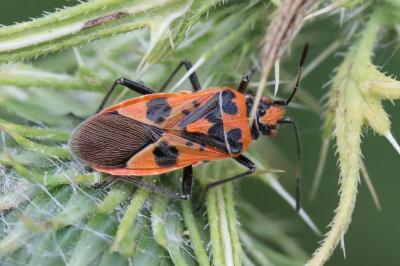 <i>Corizus hyoscyami</i>
