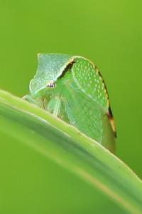 <i>Stictocephala alta</i>