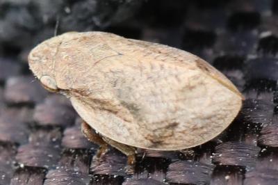 <i>Lepyronia coleoptrata</i>