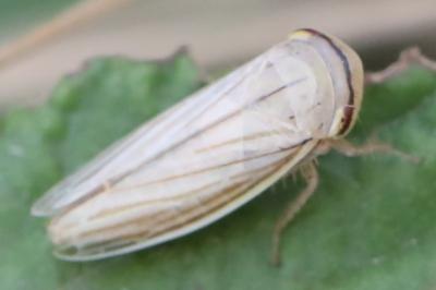 <i>Athysanus argentarius</i>