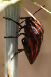<i>Graphosoma italicum</i>