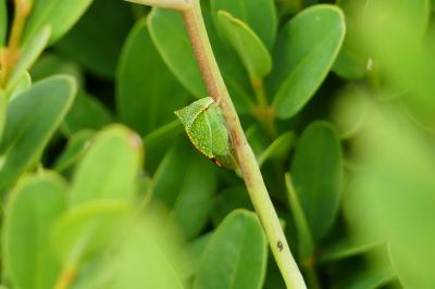 <i>Stictocephala alta</i>