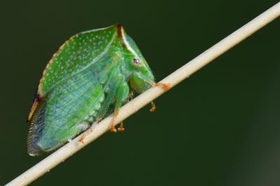 Stictocephala alta