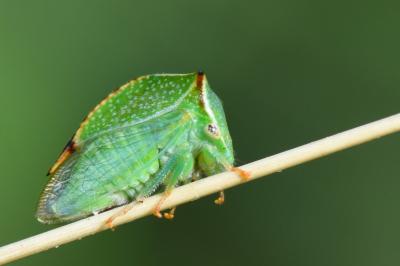 <i>Stictocephala alta</i>