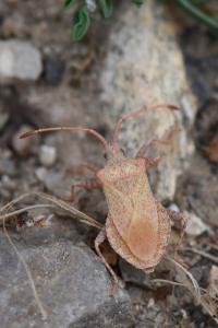 <i>Coreus marginatus</i>