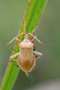 <i>Coreus marginatus</i>