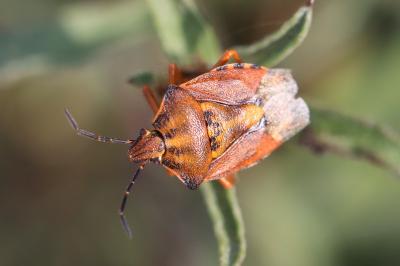 <i>Carpocoris purpureipennis</i>