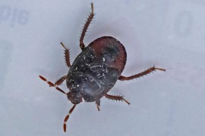 Cydnus aterrimus