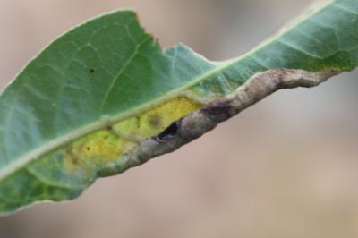 <i>Lauritrioza alacris</i>