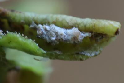Lauritrioza alacris