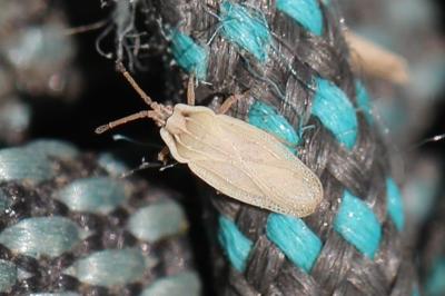 Tingis auriculata