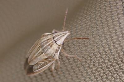 <i>Aelia acuminata</i>