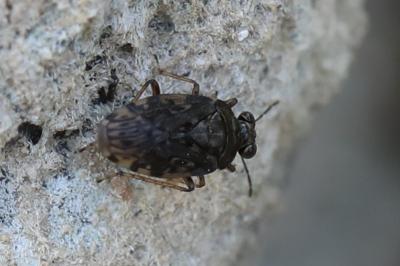 <i>Saldula</i>