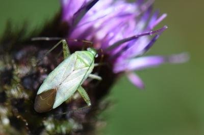 <i>Adelphocoris quadripunctatus</i>