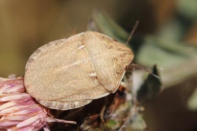 <i>Eurygaster austriaca</i>