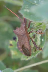 <i>Coreus marginatus</i>