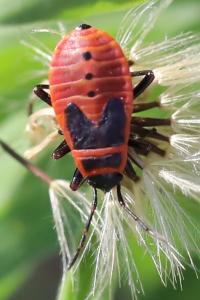 <i>Pyrrhocoris apterus</i>