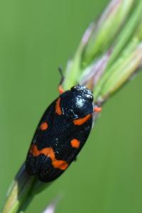 <i>Cercopis intermedia</i>