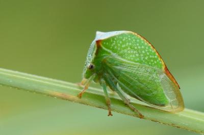 Stictocephala alta