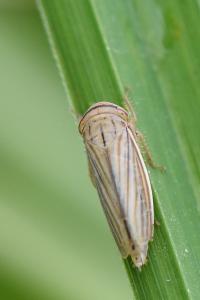 <i>Athysanus argentarius</i>