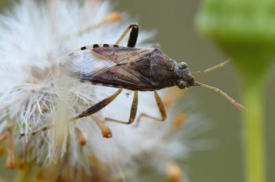 <i>Stictopleurus abutilon</i>