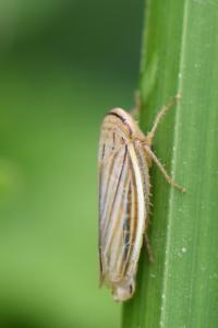 <i>Athysanus argentarius</i>