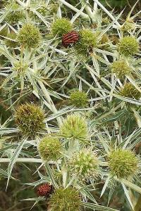 <i>Graphosoma italicum</i>