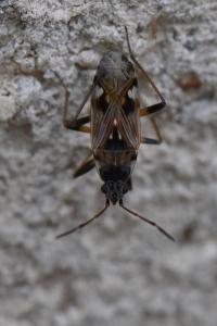 <i>Beosus maritimus</i>