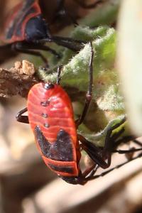 <i>Pyrrhocoris apterus</i>