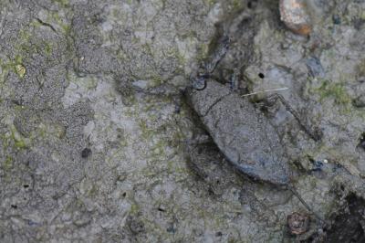 <i>Nepa cinerea</i>