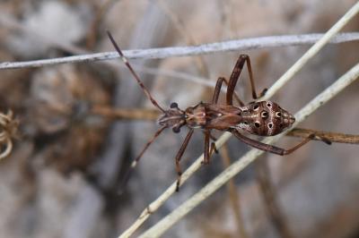 <i>Camptopus lateralis</i>