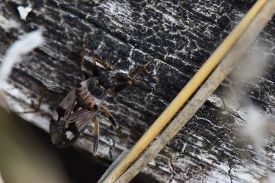 <i>Beosus maritimus</i>