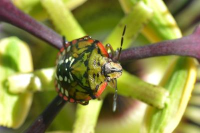 <i>Nezara viridula</i>