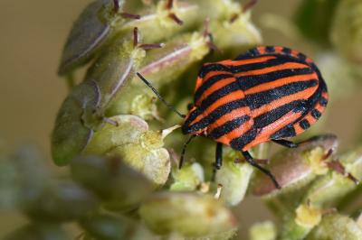 <i>Graphosoma italicum</i>