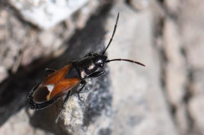 <i>Pterotmetus staphyliniformis</i>